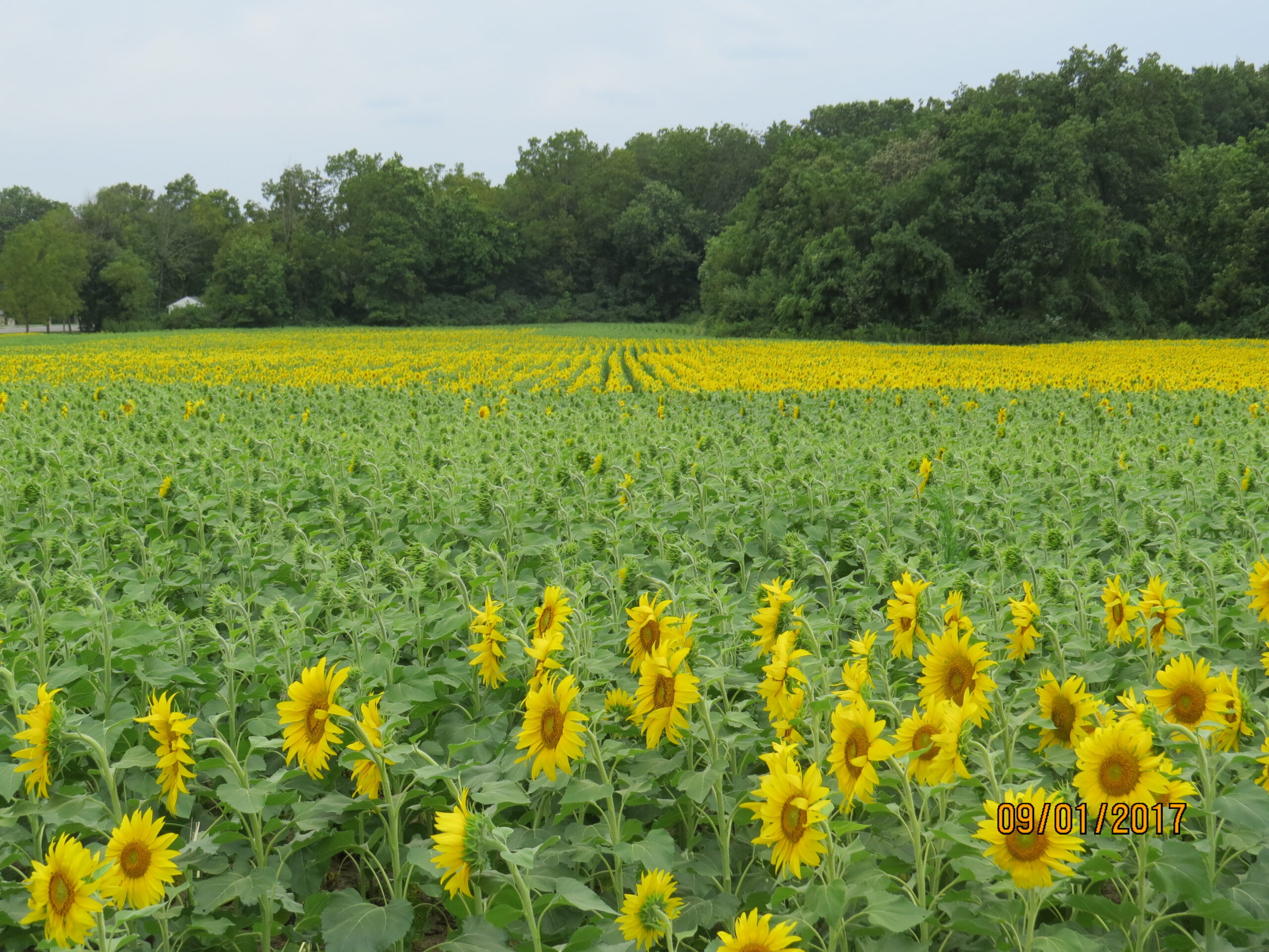 Sunflower Fields Yellow Springs